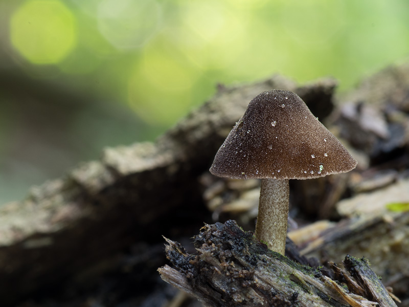 Pluteus podospileus